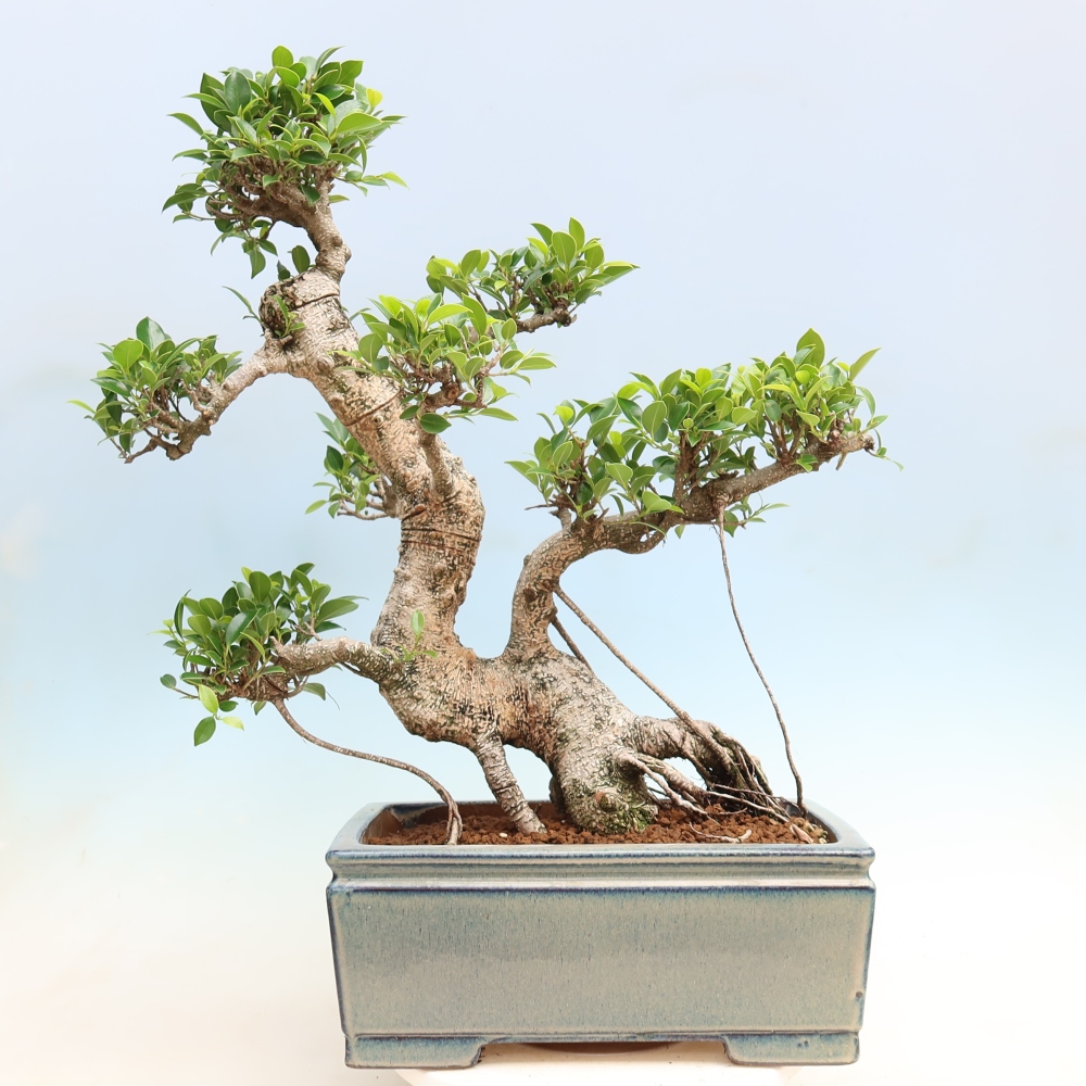 Pokojová bonsai - Ficus kimmen -  malolistý fíkus