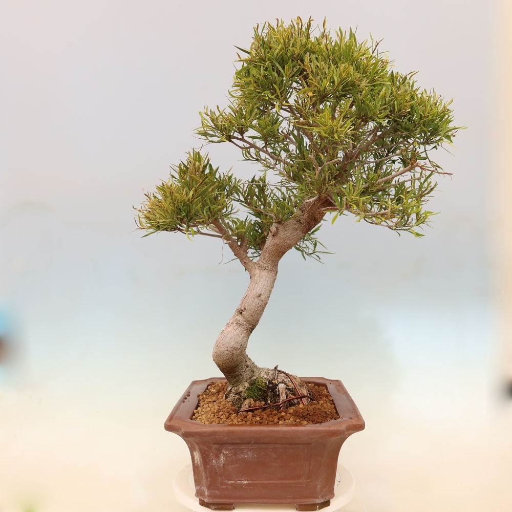 Pokojová bonsai - Ficus nerifolia -  malolistý fíkus