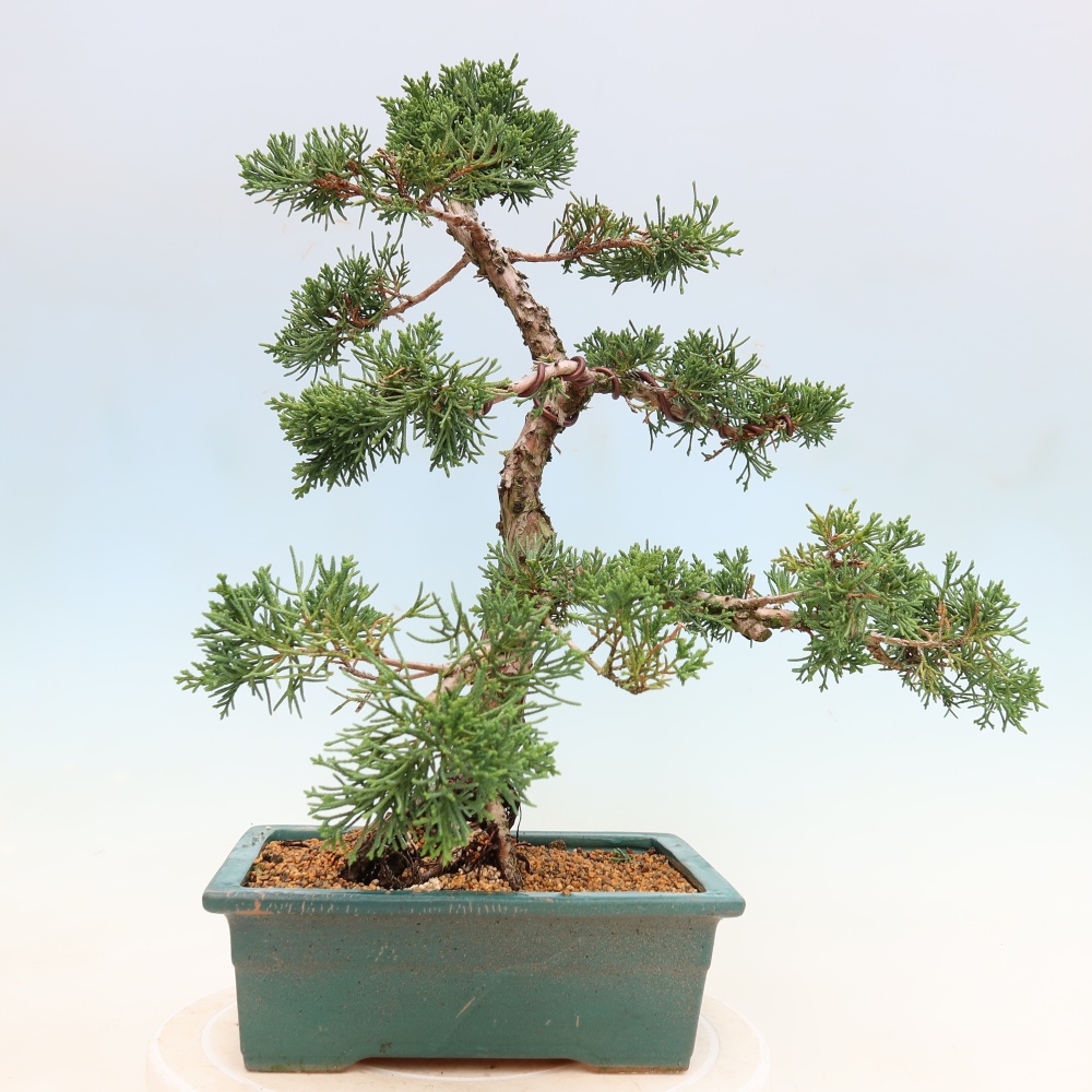 Venkovní bonsai - Juniperus chinensis Kishu -Jalovec čínský