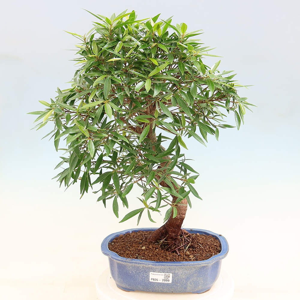 Pokojová bonsai - Ficus nerifolia -  malolistý fíkus