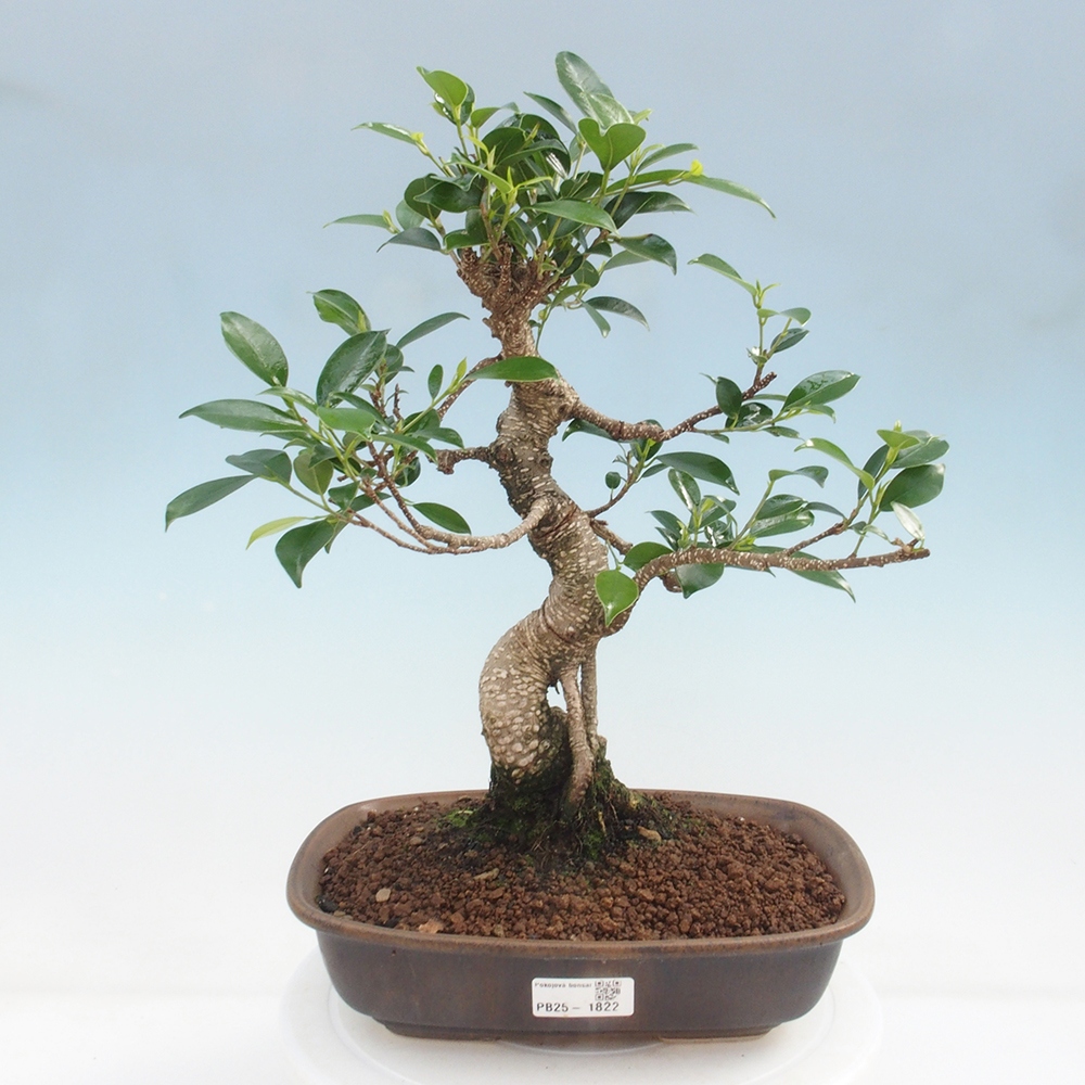 Pokojová bonsai - Ficus kimmen -  malolistý fíkus