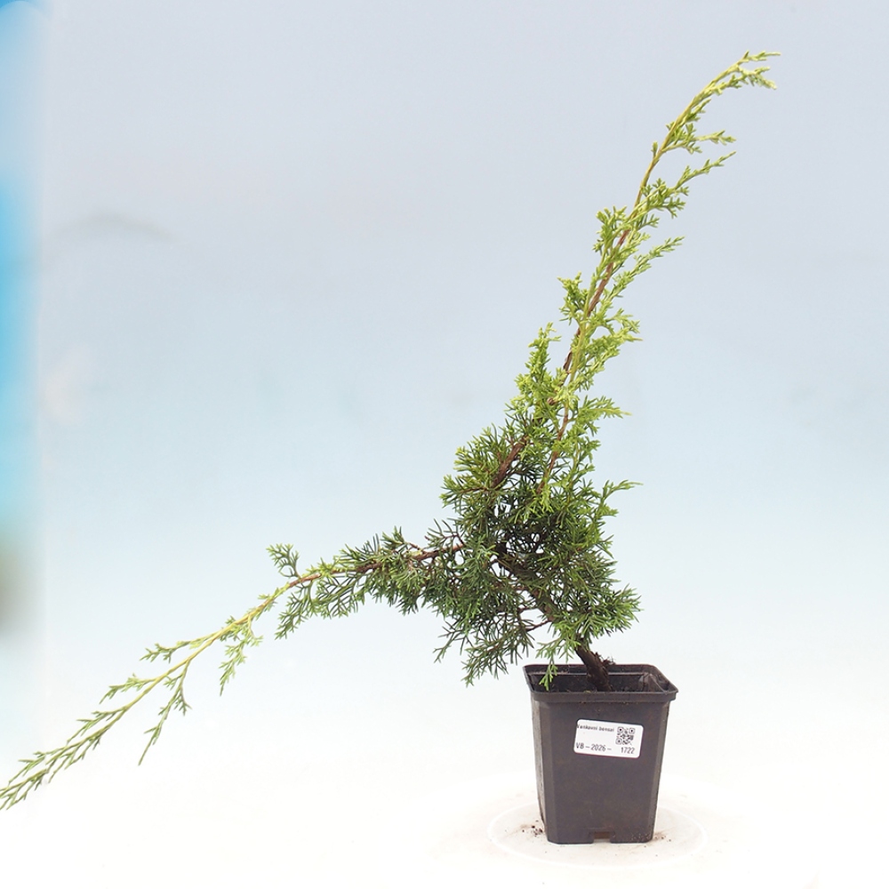 Venkovní bonsai - Juniperus chinensis Itoigawa -Jalovec čínský