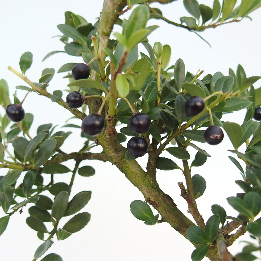 Kokedama s podmiskou - Ilex crenata - Cesmína