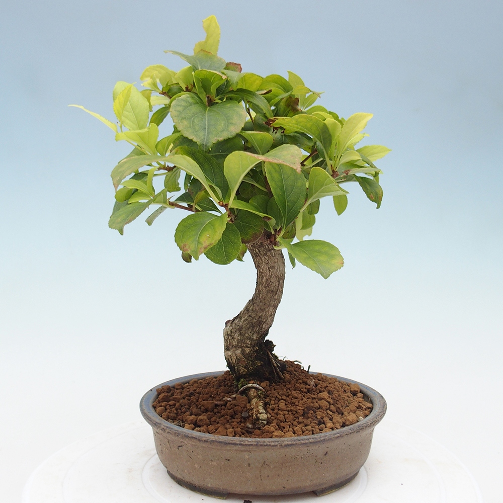 Venkovní bonsai - Celastrus  orbiculatus - Jesenec okrouhlolistý