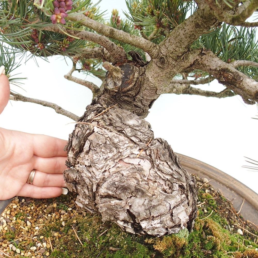 Venkovní bonsai - Pinus parviflora - Borovice drobnokvětá