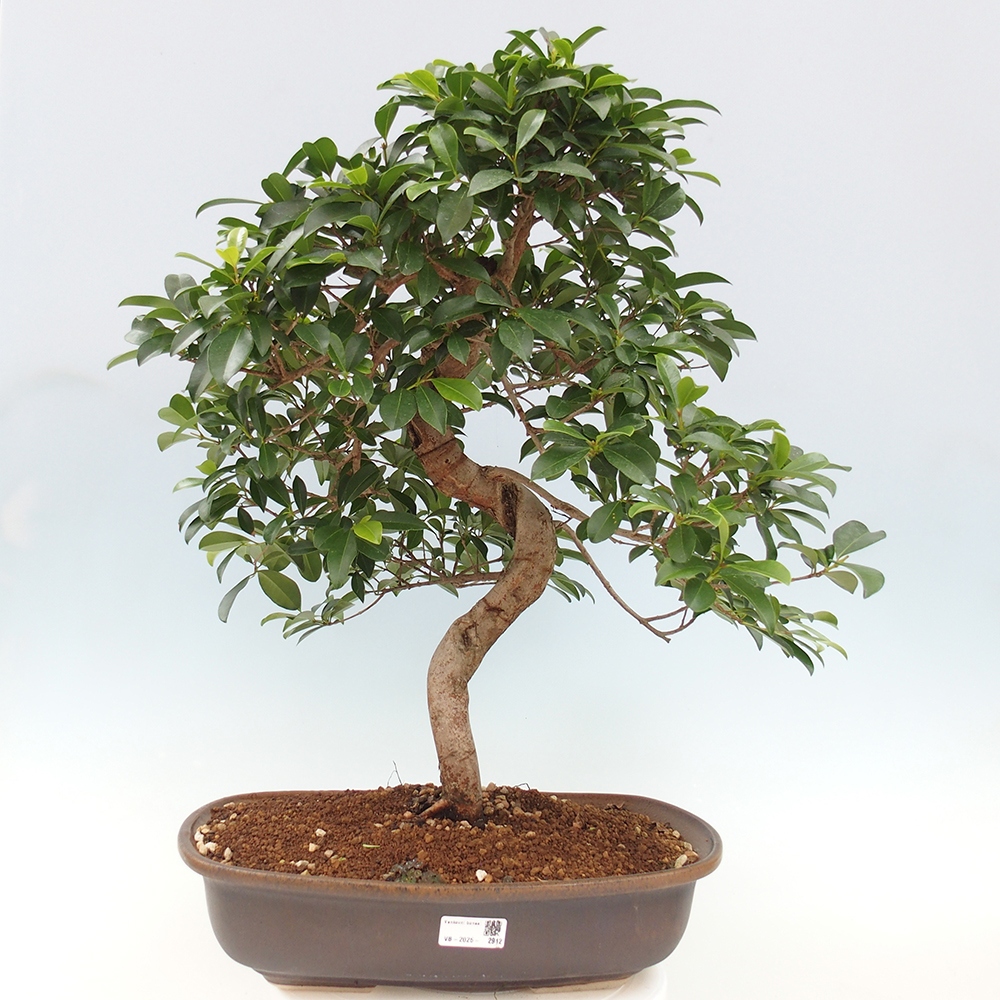 Pokojová bonsai - Australská třešeň - Eugenia uniflora - POUZE OSOBNÍ ODBĚR nebo paletová přeprava