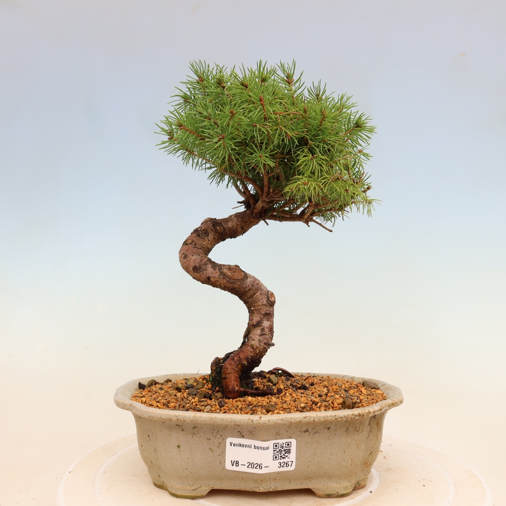 Venkovní bonsai- Smrk kulovitý - Picea glauca globe