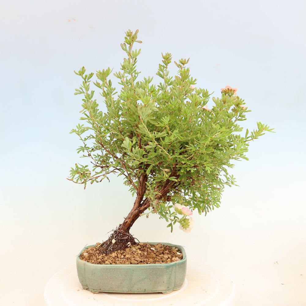 Venkovní bonsai-Mochna křovitá - Potentila fruticosa Bellissima