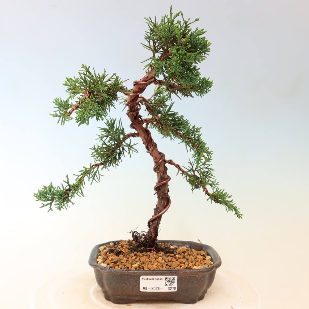 Venkovní bonsai - Juniperus chinensis Kishu -Jalovec čínský