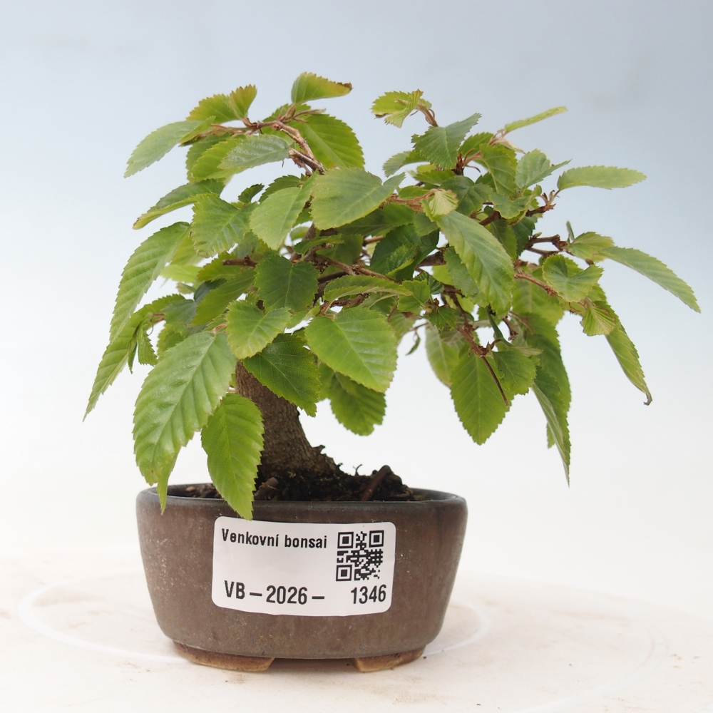 Venkovní bonsai -Carpinus CARPINOIDES - Habr korejský