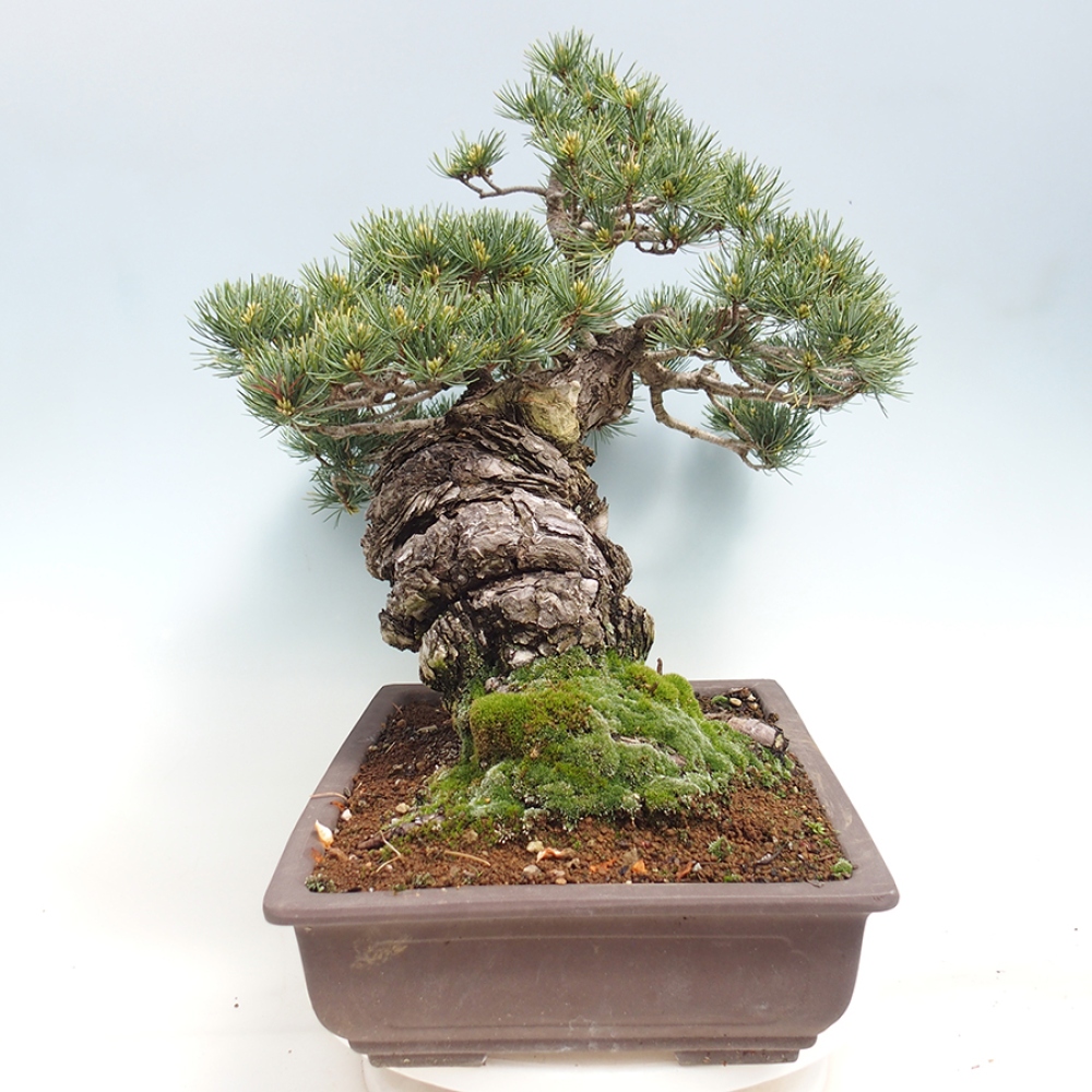 Venkovní bonsai - Pinus parviflora - Borovice drobnokvětá