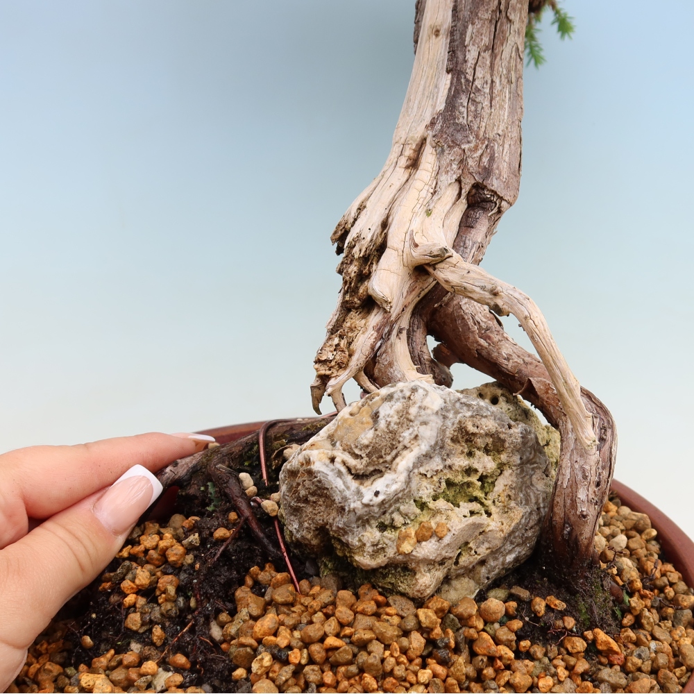 Venkovní bonsai - Juniperus squamata – Jalovec šupinatý