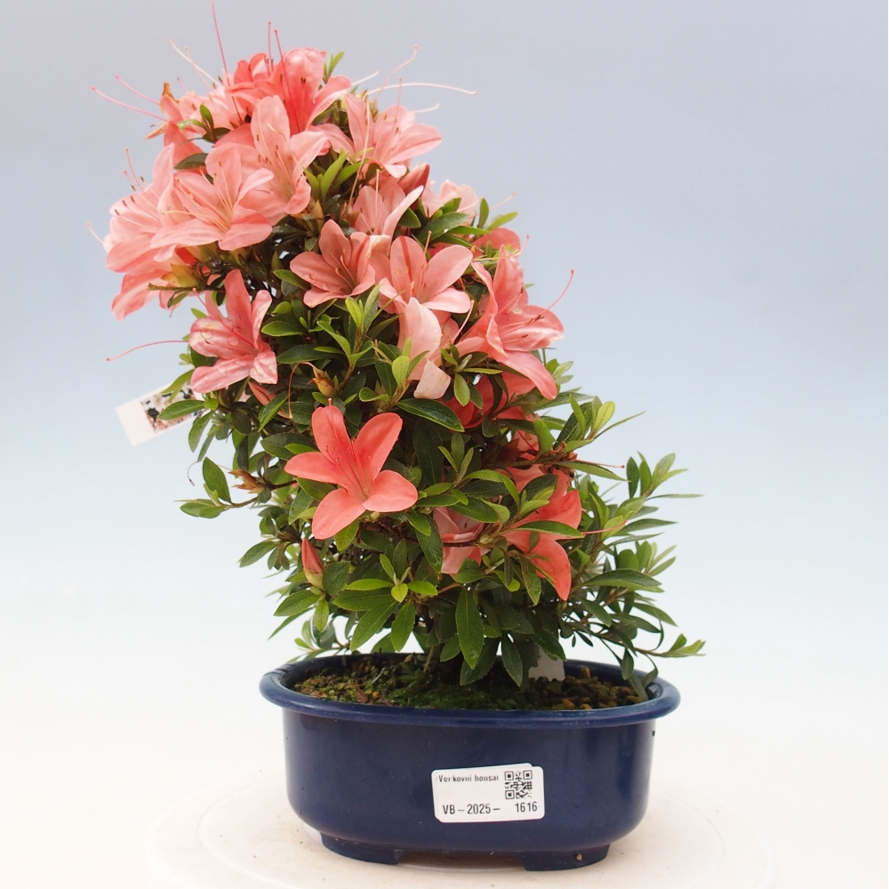 Venkovní bonsai - Japonská azalka - Azalea Nikko