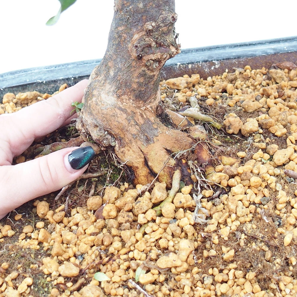 Venkovní bonsai - Japonská azalka - Azalea Kisshoten