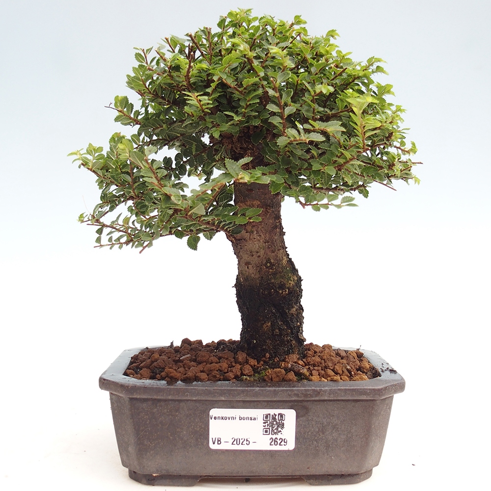 Venkovní bonsai - Ulmus parvifolia Hokkaido - jilm Čínský