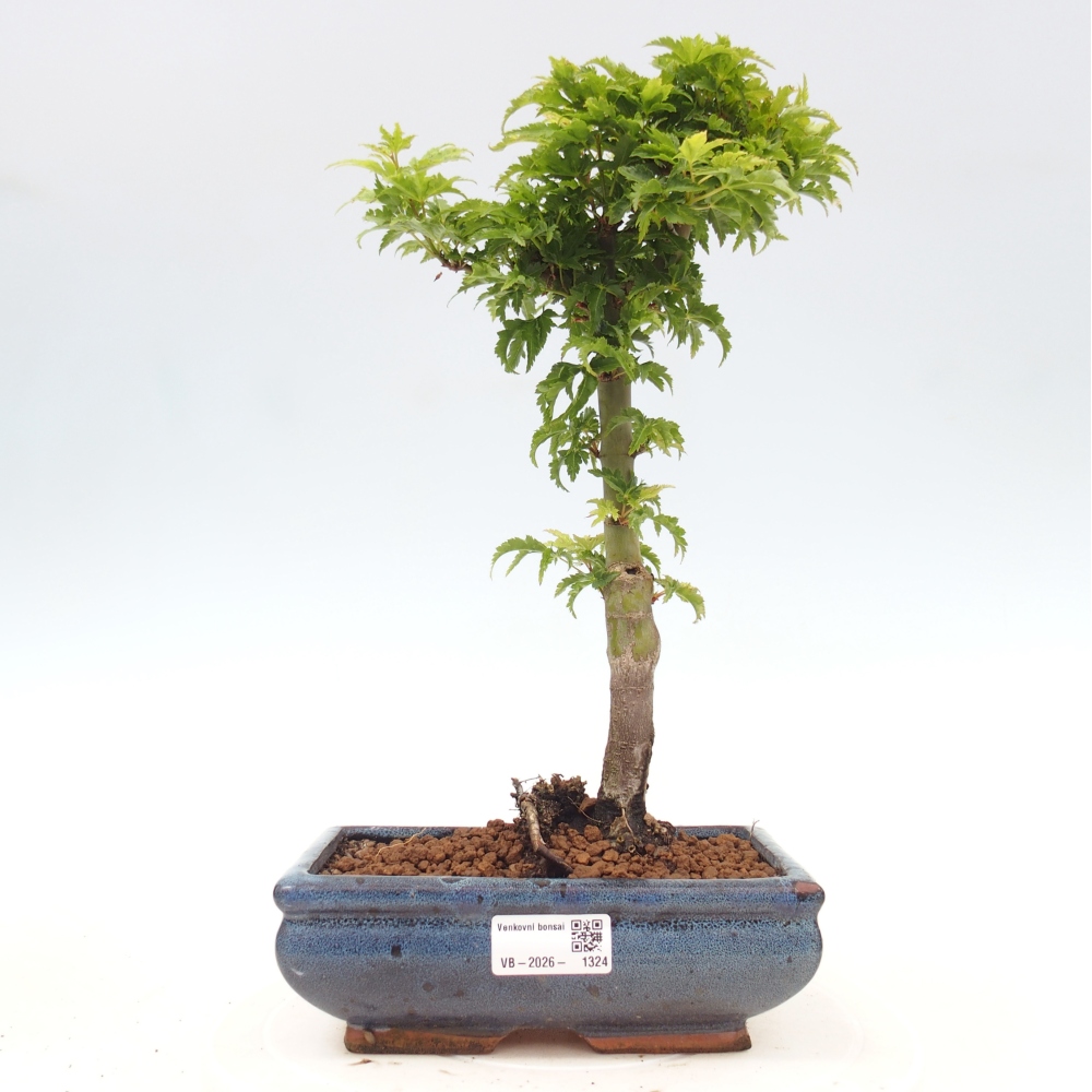 Venkovní bonsai -Javor dlanitolistý Acer palmatum Shishigashira