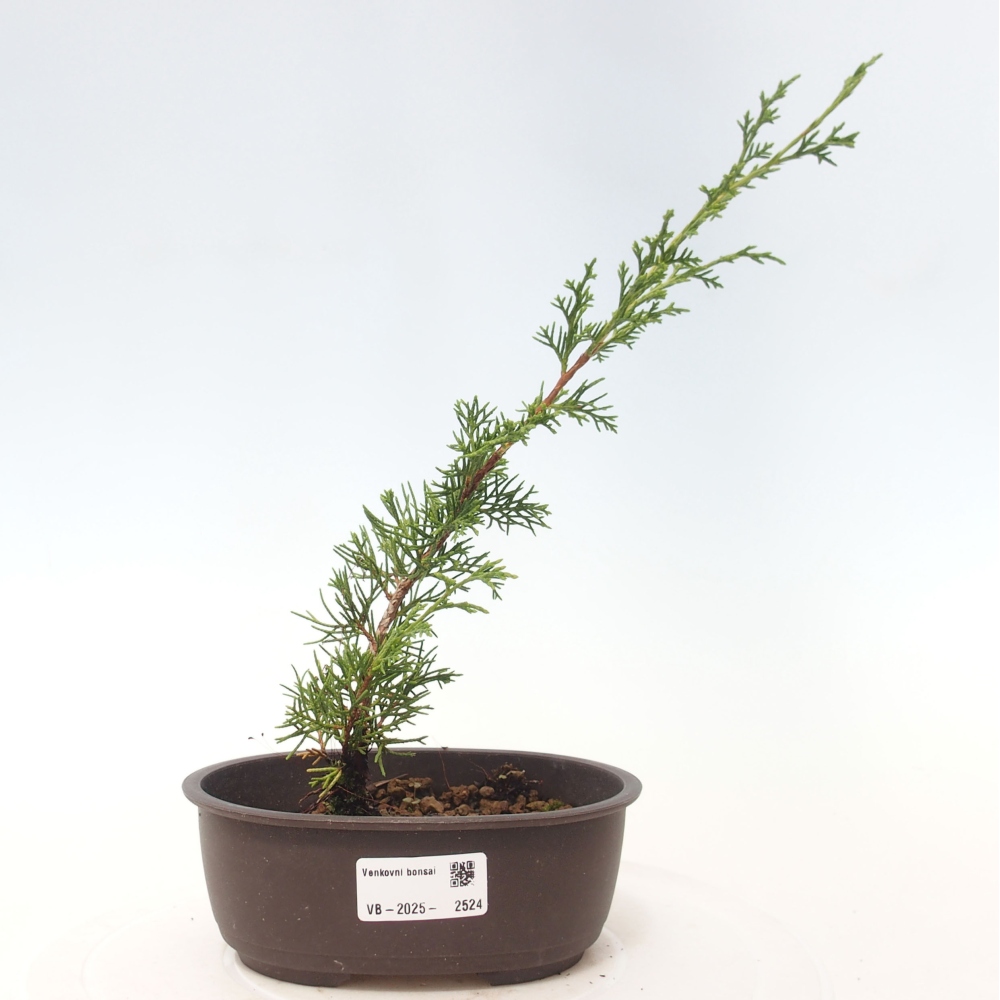 Venkovní bonsai - Juniperus chinensis Itoigawa -Jalovec čínský