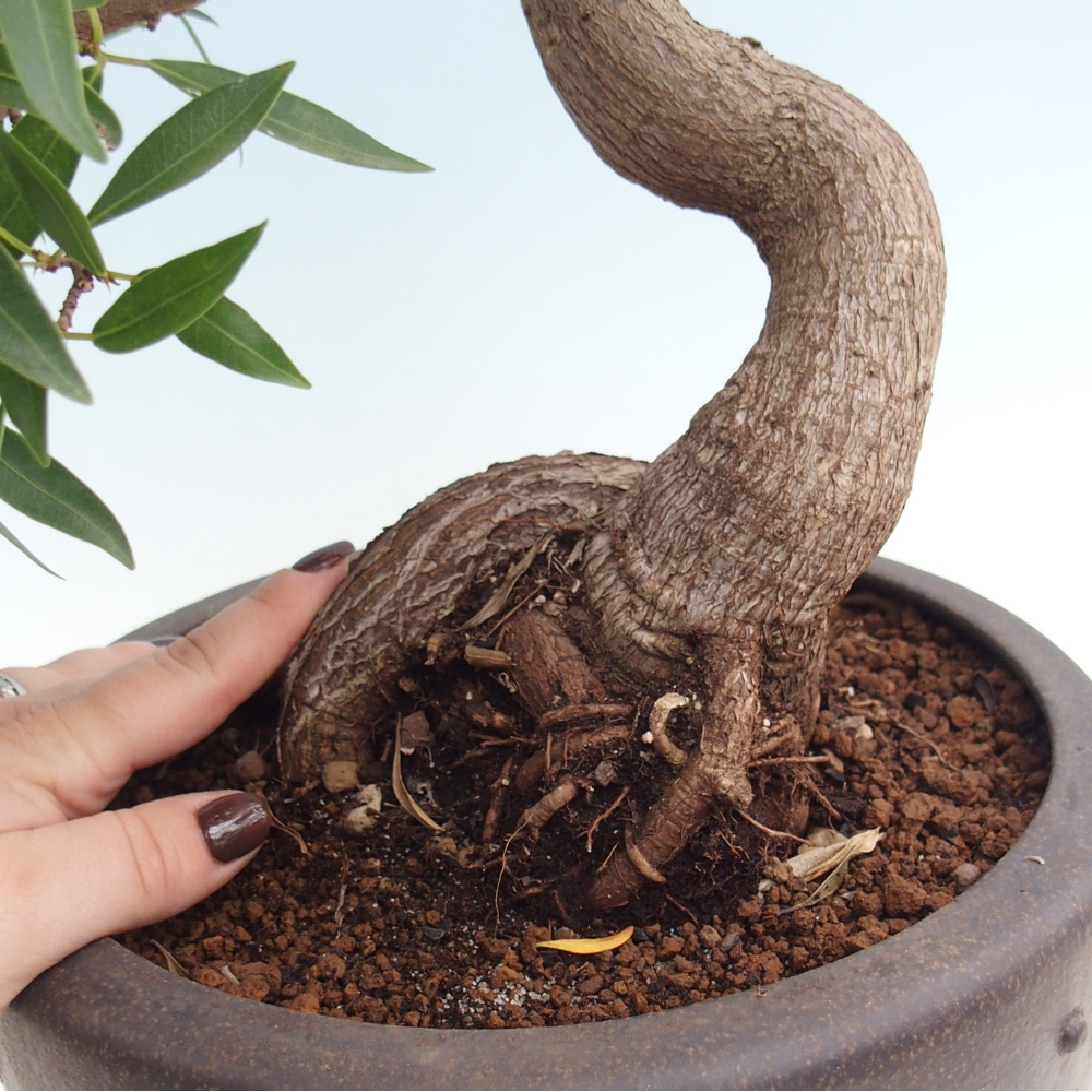 Pokojová bonsai - Ficus nerifolia -  malolistý fíkus