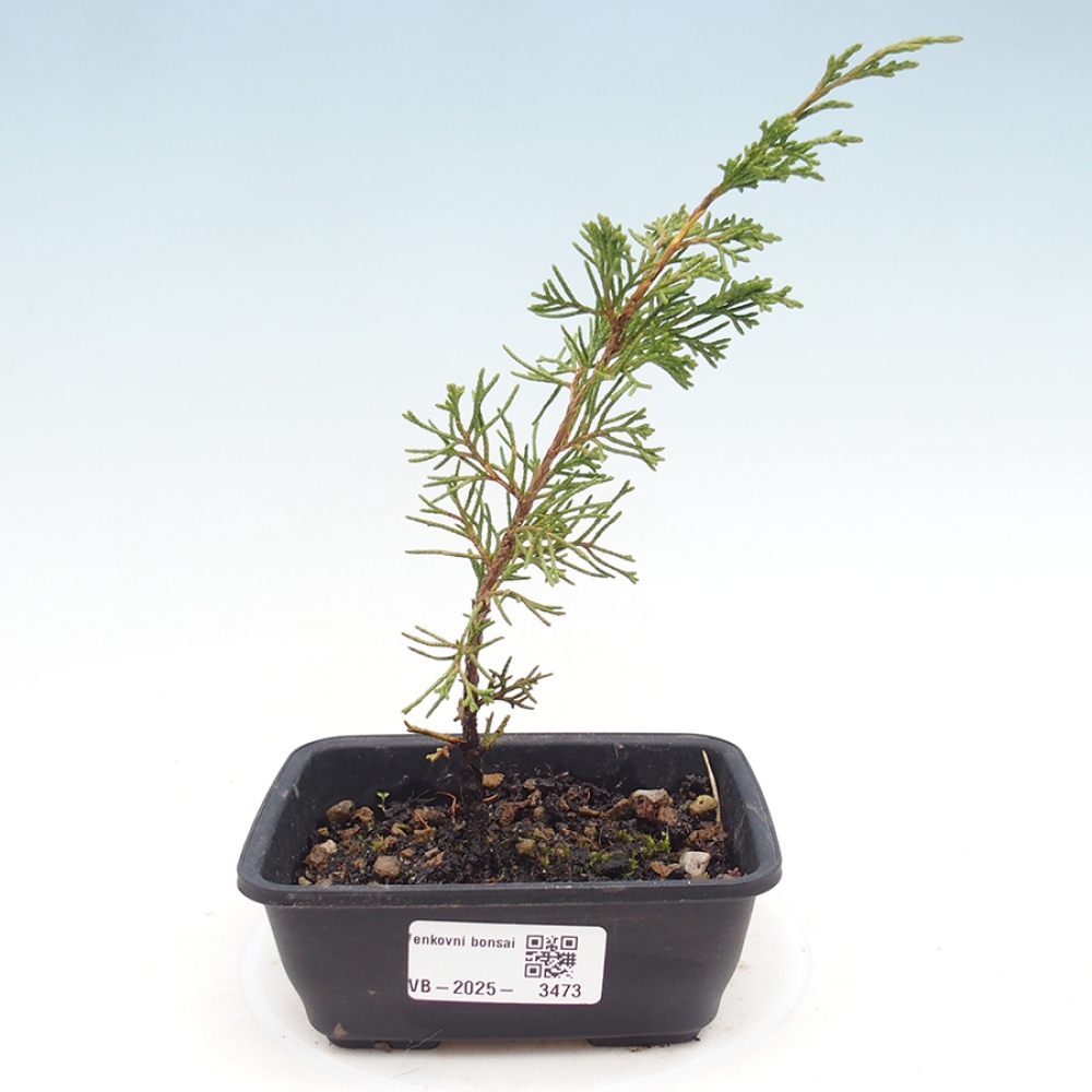 Venkovní bonsai - Juniperus chinensis Itoigawa -Jalovec čínský
