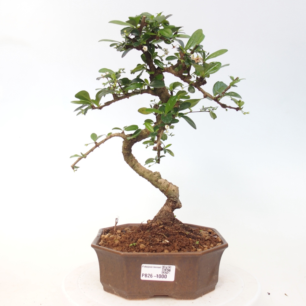 Pokojová bonsai - Carmona macrophylla - Čaj fuki