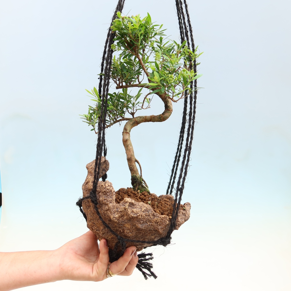 Kokedama v keramice -Syzygium - Pimentovník