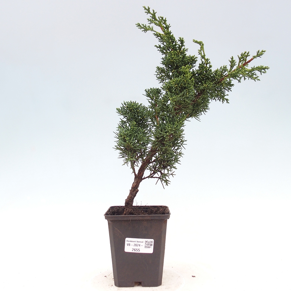 Venkovní bonsai - Juniperus chinensis Kishu -Jalovec čínský
