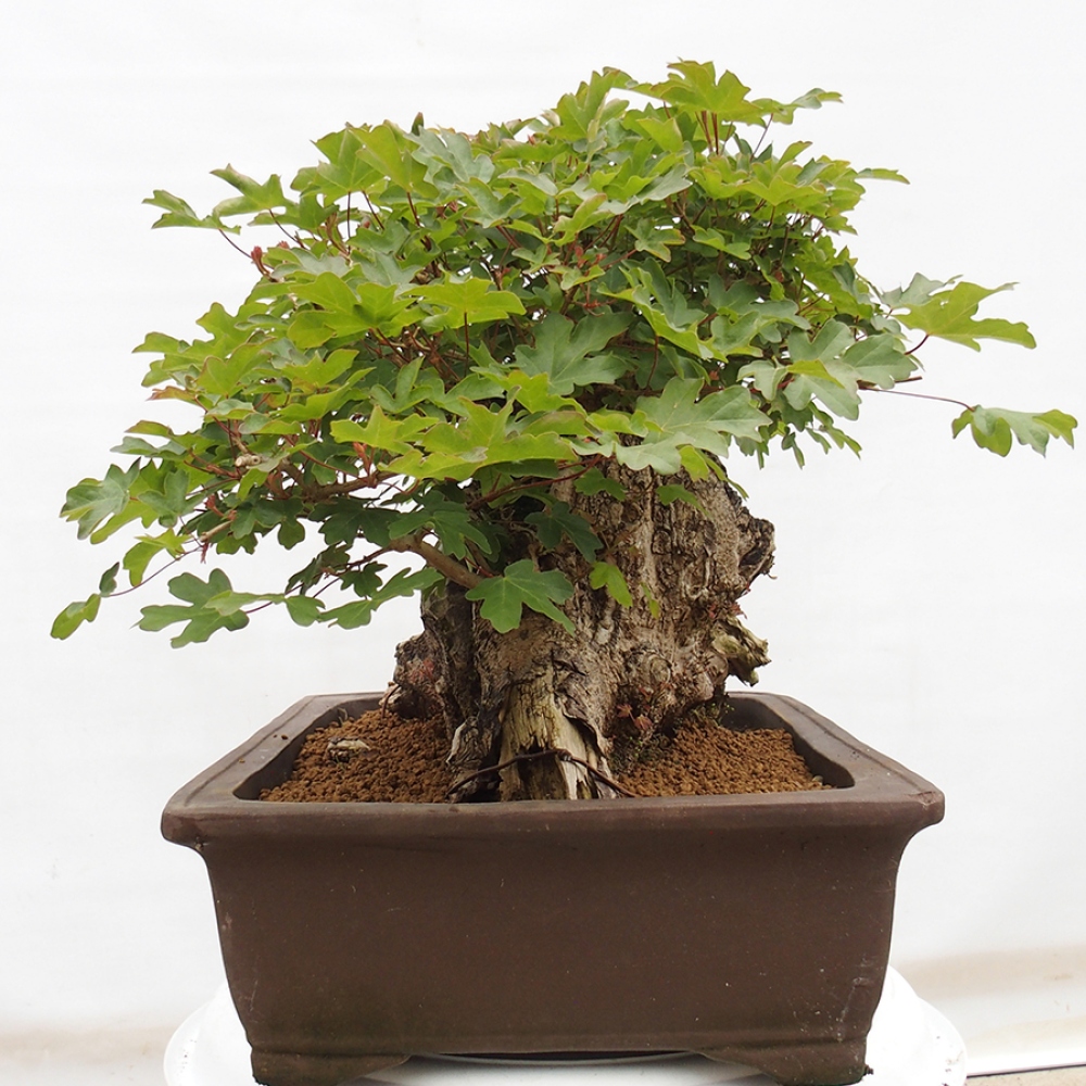 Venkovní bonsai - Javor Francouzský - Acer Nonspessulanum