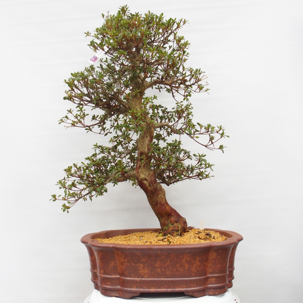 Venkovní bonsai - Japonská azalka - Azalea Shunen