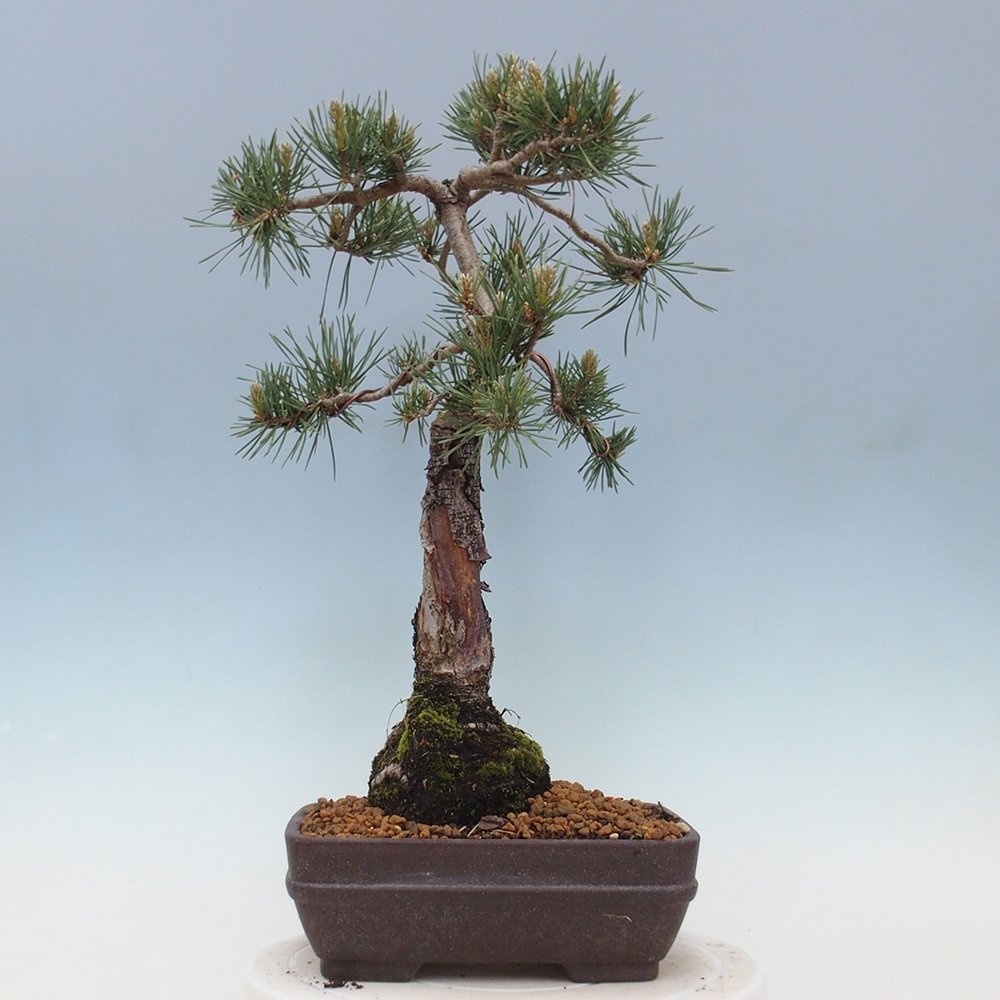 Venkovní bonsai - Pinus Sylvestris Watererri - Borovice lesní