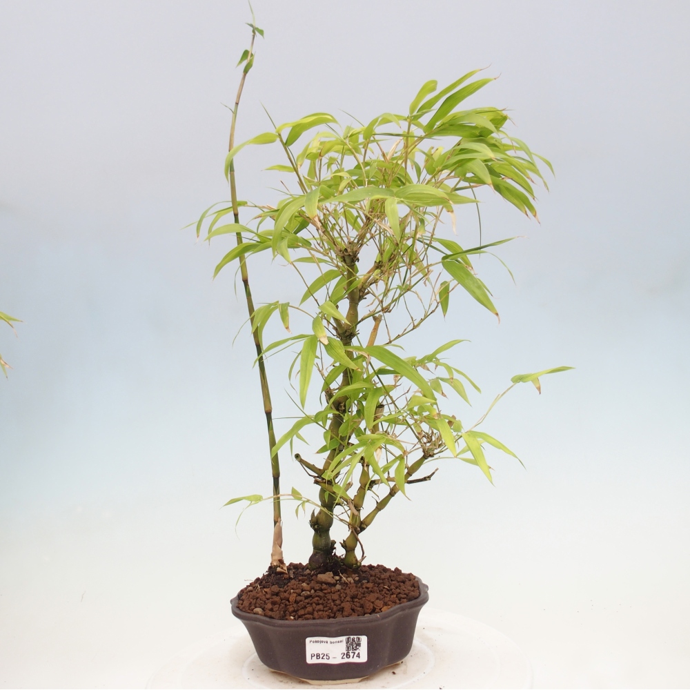 Pokojová bonsai - Bambus budha-Bambus budhovo břicho