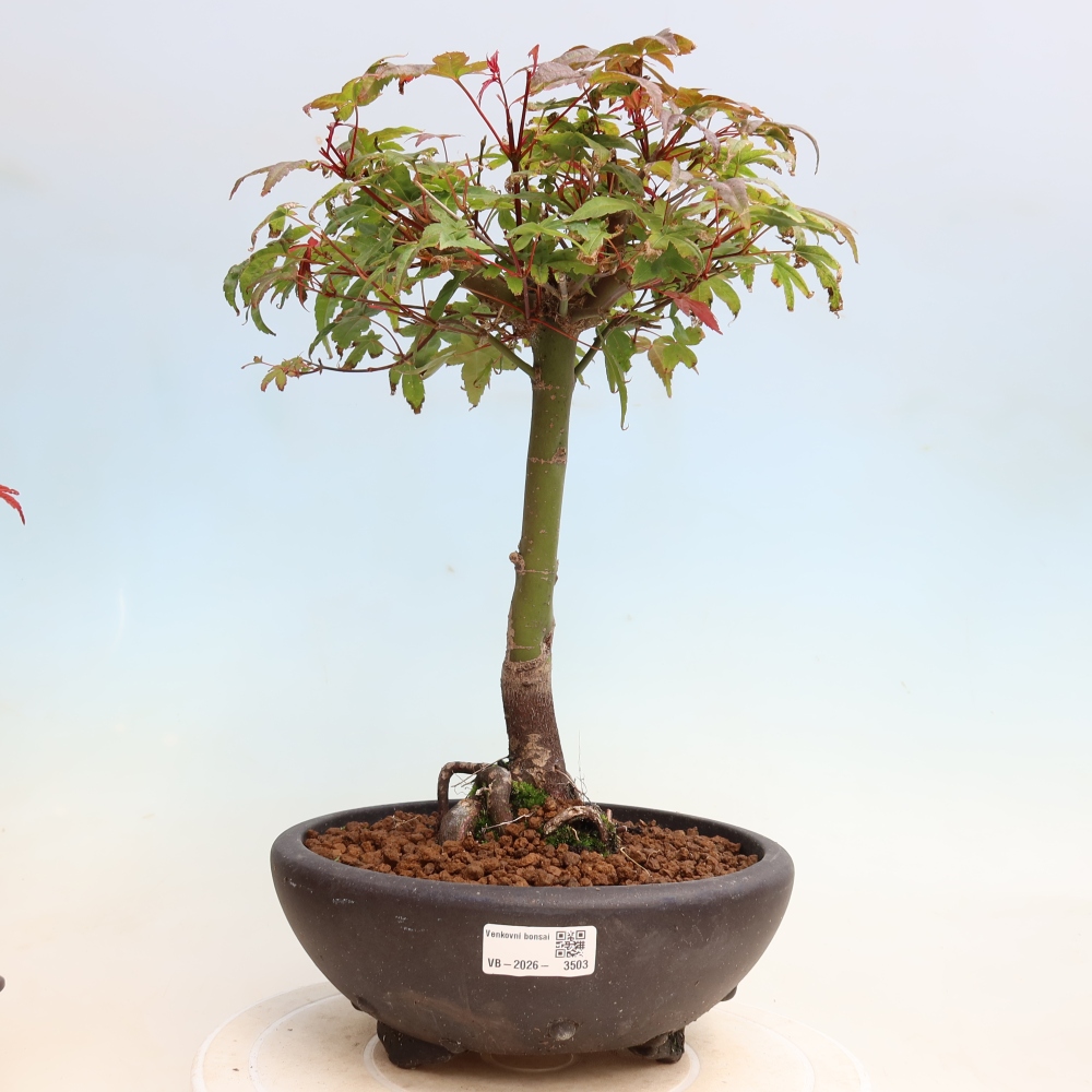 Venkovní bonsai - Javor dlanitolistý - Acer palmatum DESHOJO