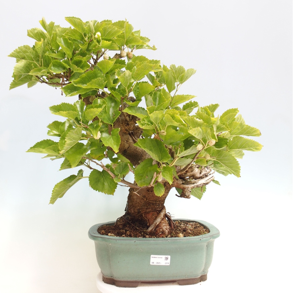 Venkovní bonsai -Morus alba - moruše