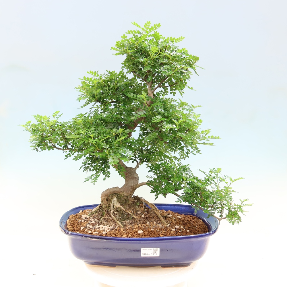 Pokojová bonsai - Zantoxylum piperitum - pepřovník
