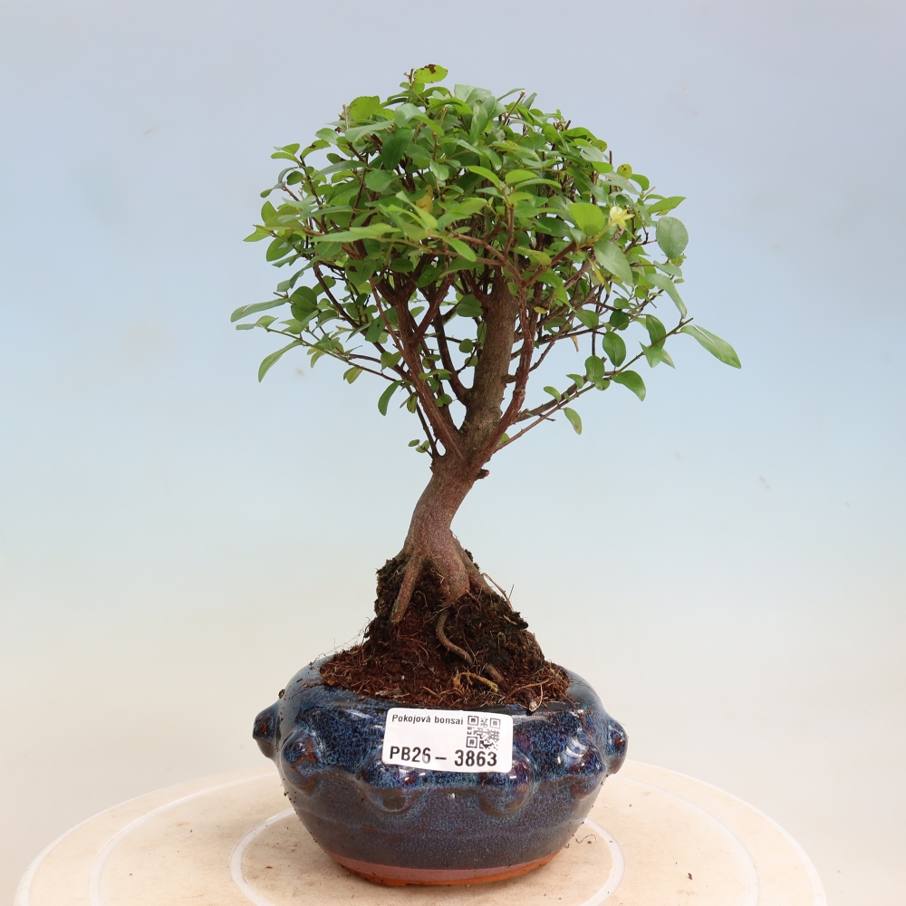 Pokojová bonsai - Sagerécie thea - Sagerécie thea