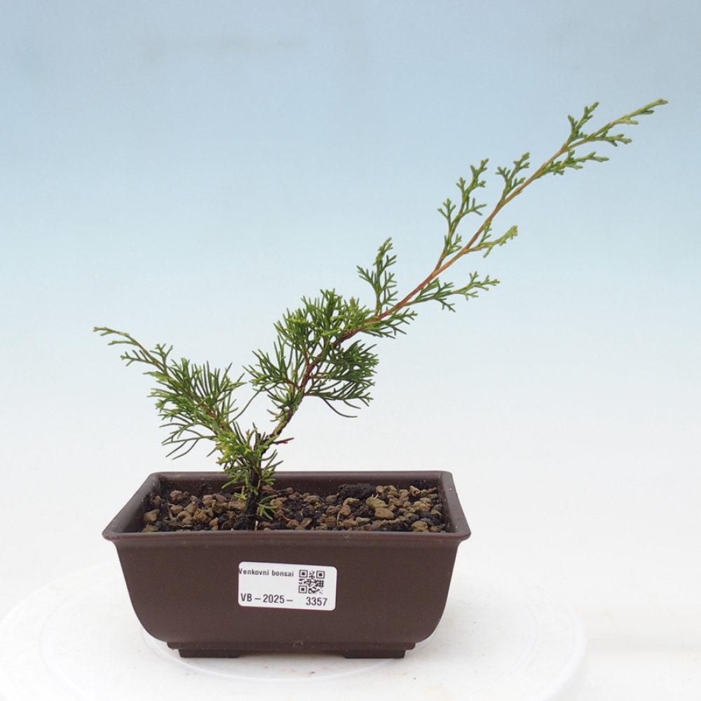 Venkovní bonsai - Juniperus chinensis Itoigawa -Jalovec čínský