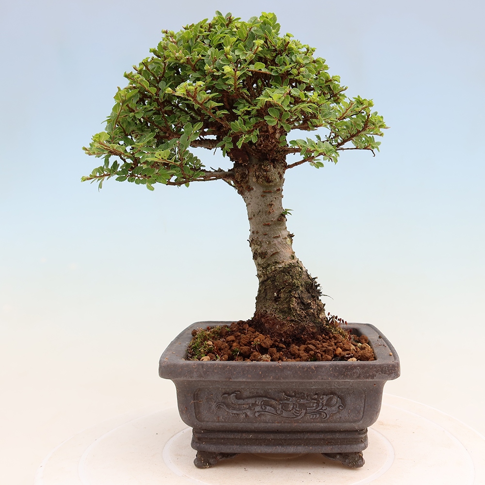 Venkovní bonsai - Ulmus parvifolia Sagei - Malolistý jilm