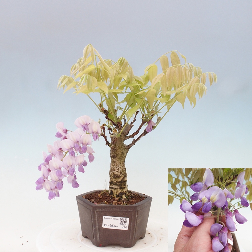 Venkovní bonsai - Vistarie květnatá - Wisteria floribunda