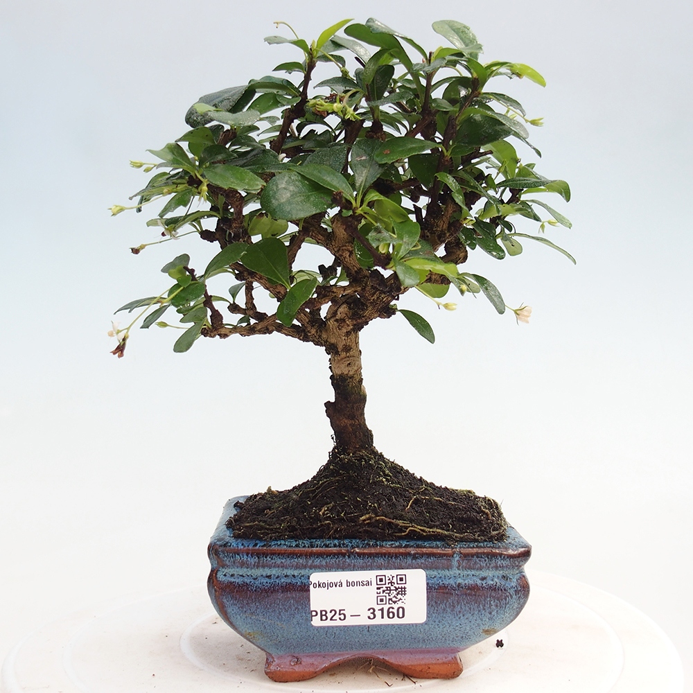 Pokojová bonsai - Carmona macrophylla - Čaj fuki