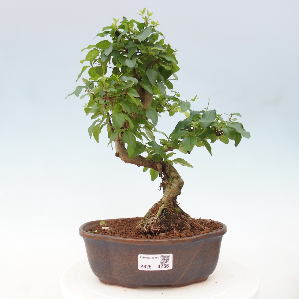 Pokojová bonsai -Ligustrum chinensis - Ptačí zob
