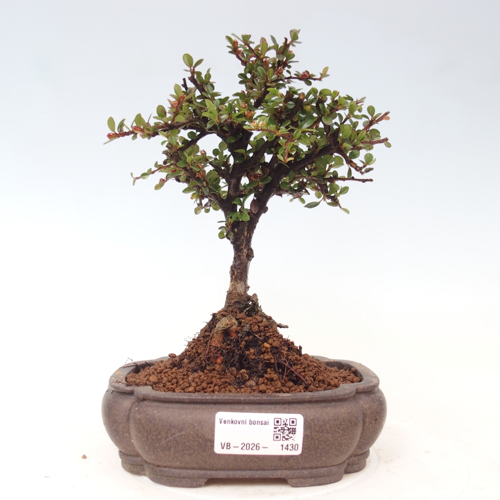 Venkovní bonsai - Cotoneaster horizontalis - Skalník