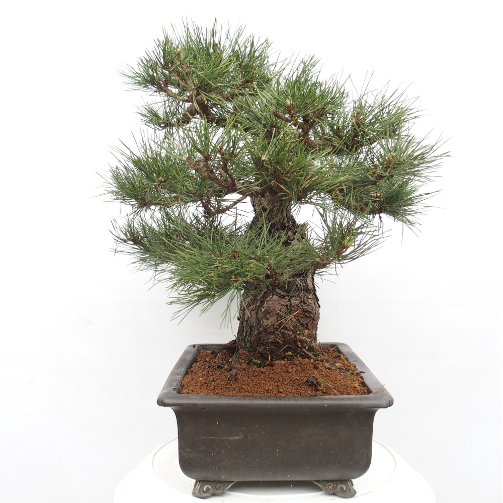 Venkovní bonsai - Pinus thunbergii - Borovice thunbergova