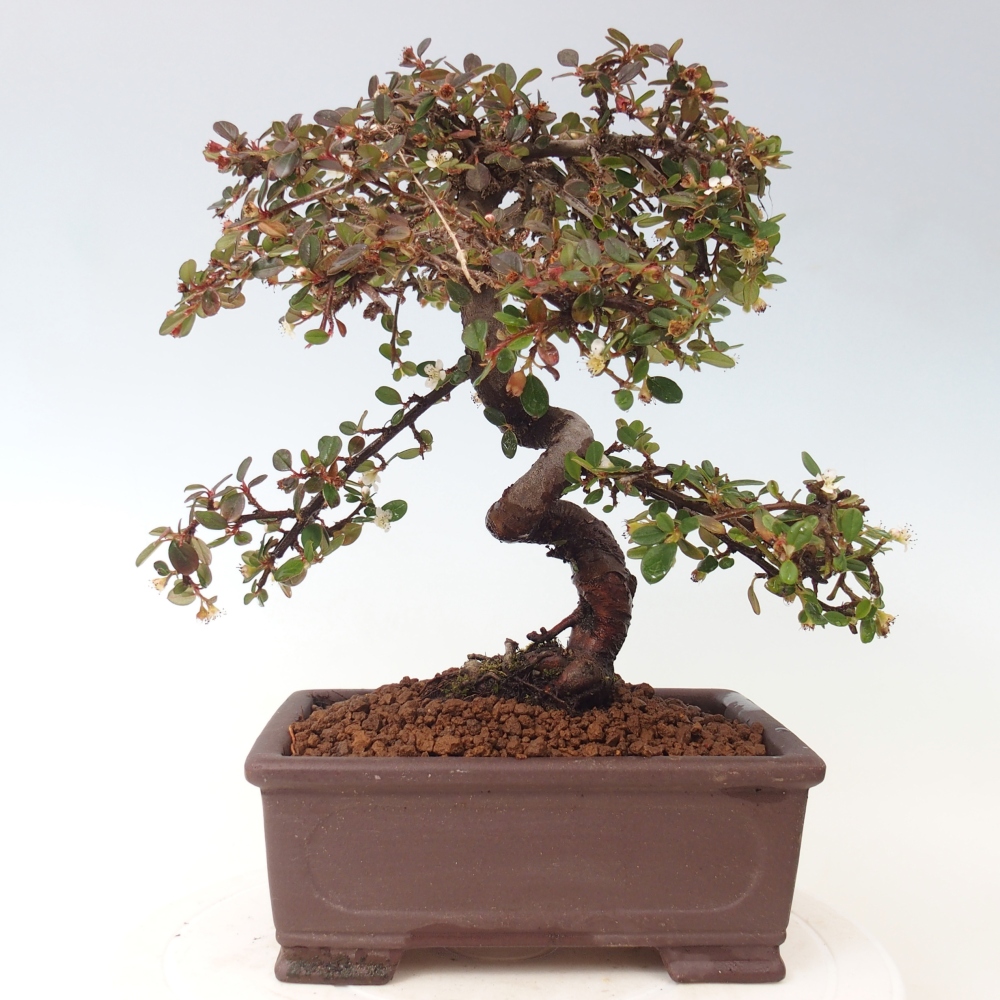 Venkovní bonsai-Cotoneaster dammeri - Skalník Damerův