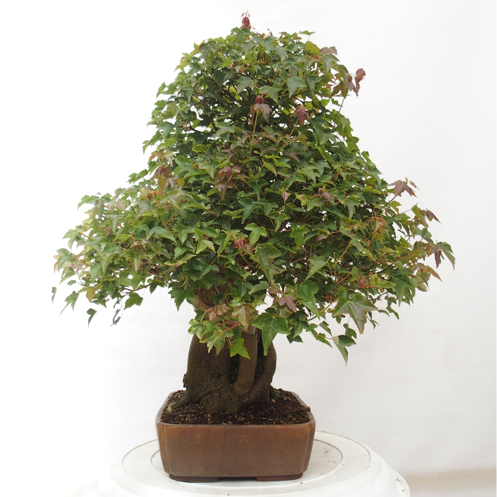 Venkovní bonsai - Acer Buergerianum - Javor Burgerův