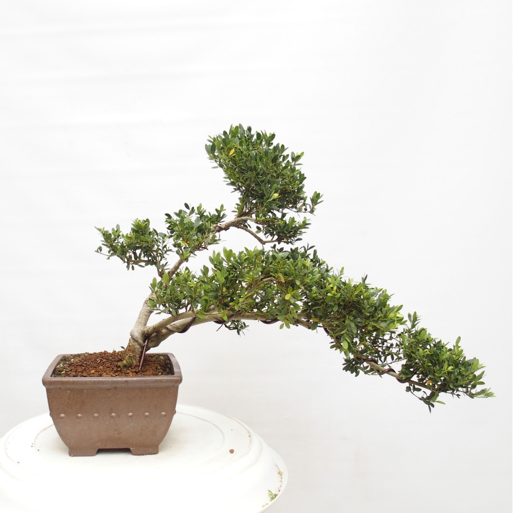 Pokojová bonsai - Ilex crenata - Cesmína