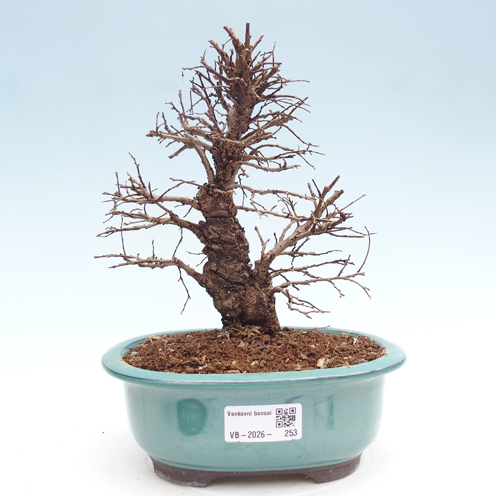 Venkovní bonsai - Zelkova - Zelkova NIRE