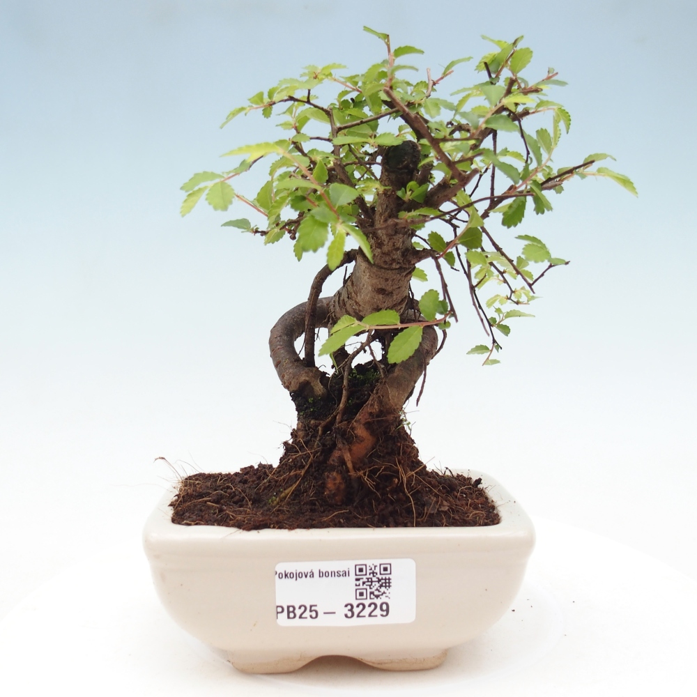 Pokojová bonsai - Ulmus parvifolia - Malolistý jilm