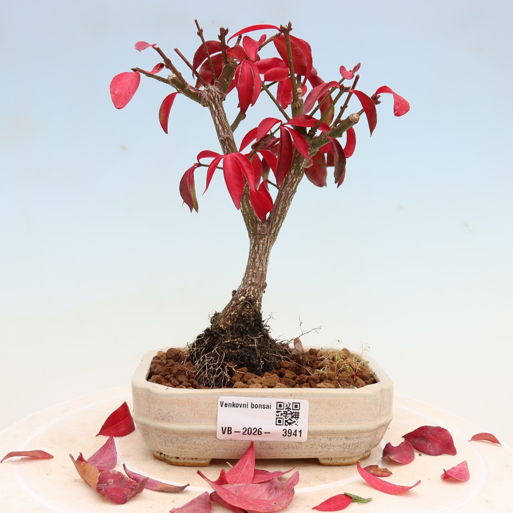Venkovní bonsai -  Euonymus alatus comactus  - brslen křídlatý