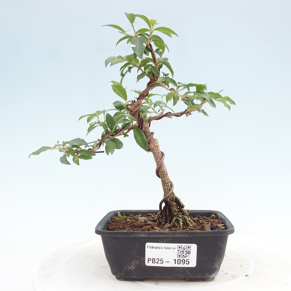 Pokojová bonsai - Malpighia coccigera- Barbdorská třešeň
