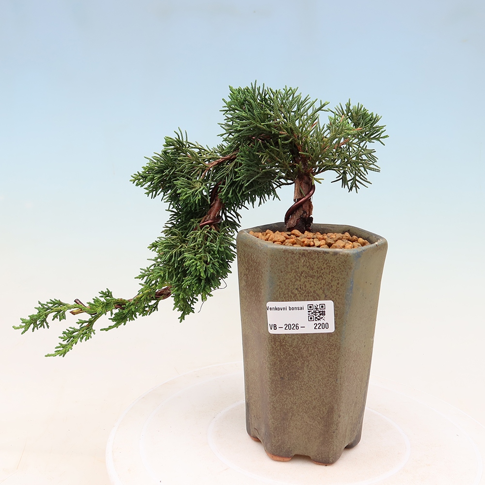 Venkovní bonsai - Juniperus chinensis Kishu -Jalovec čínský