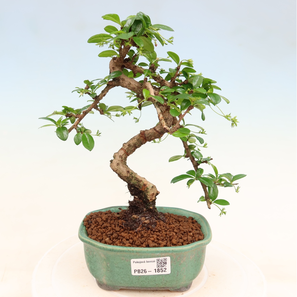 Pokojová bonsai - Carmona macrophylla - Čaj fuki